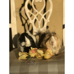 Guinea Pig Forever Group