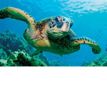 turtles ER8