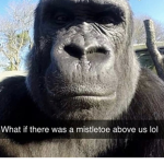 Monkeys And Chimps!!!