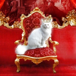 Royal Cat Kingdom Hangout