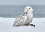 Owl Family