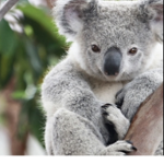 Koala stables