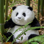 cute panda page