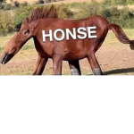 H o n se House