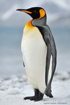 Penguin Develop
