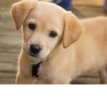 puppy groups dogs