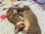Lucy's BFFs