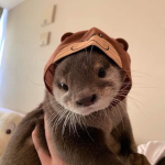 Otterly Cute group
