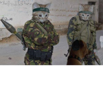 Hot Dog Cat Army Soldiers