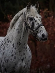 Aurora and her horses