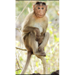 The monkeyee