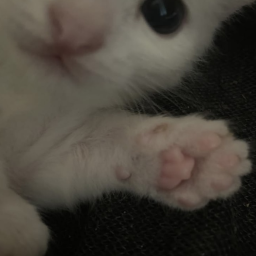 愛