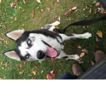 Husky Dodge
