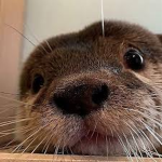 Otters are the best!!!!!!!!