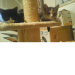 Jasmine and Oreos group!