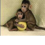Monky masters