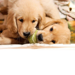 Pup world