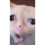 Cheezeborgor