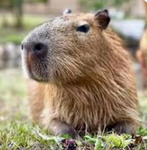 Capybara ak team