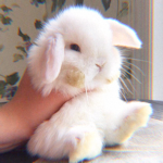❤Rabbit Fans ❤