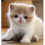 Sup Kitty