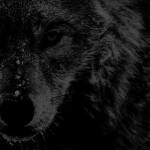 𝐯𝐚𝐧𝐢𝐭𝐲