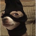 The dog aka robber