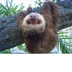 #slothfangroup