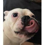 Dogs are cool and amazing!