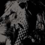 Lion Life