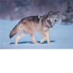 gray wolf fans