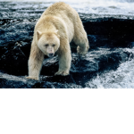 Demon albino bear