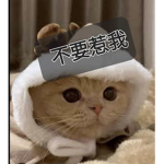 貓貓大家庭