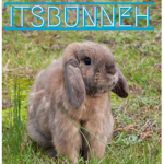 ItsBunneh Family!