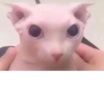 Obby creator audio i guess