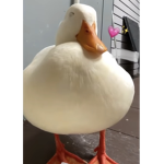 Cucumber Ducks :U