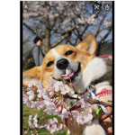 Corgi cult