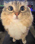 Cats are beautiful lol…