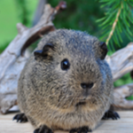 S Guinea Pig Studio S