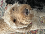 #The DOG Group