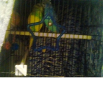 Chihuahua, Bird, And fish Owners