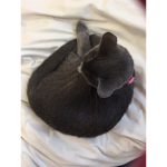 BunnyBunnyRabit