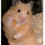 #Laughing hamsters