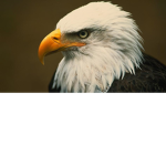 KINGS OF THE EAGELS