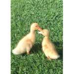 The Ducks almighty