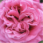 the pink flower hotels