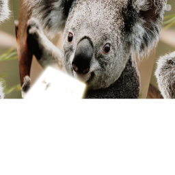 Star Wars Koalas Promotion/Meeting Place