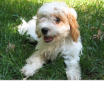 #Puppy Pow <3