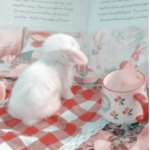 ʚ ‘bunny’ ɞ