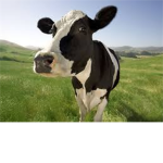Cowlandia